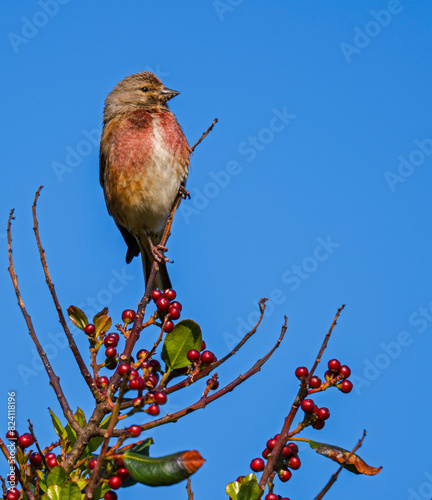 bird on a branch