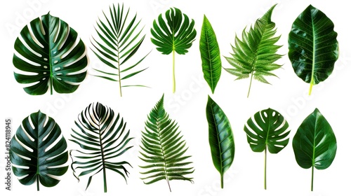 collection leafs of tropical