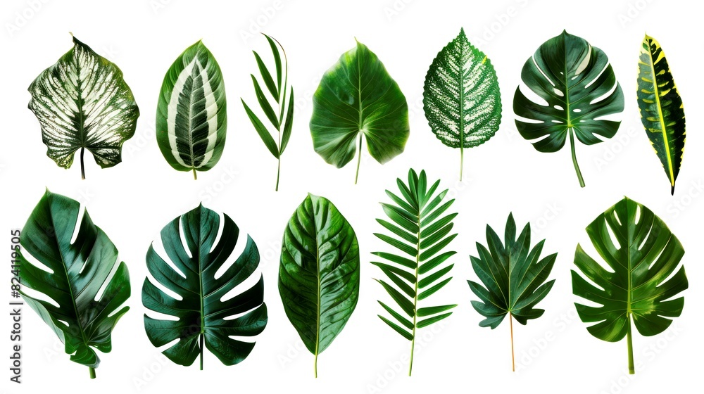 collection leafs of tropical