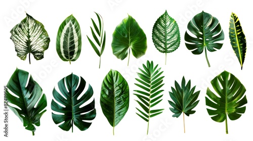 collection leafs of tropical