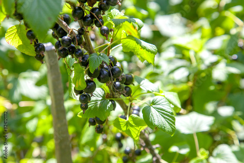 Black currant berries growing on a bush.