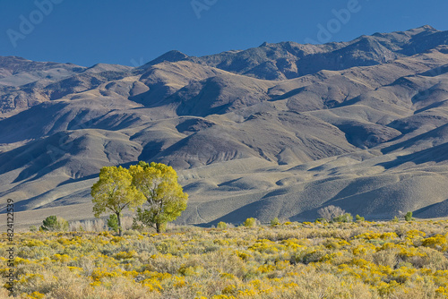 USA, California, Bishop. Bishop Valley with flowering rabbitbrush in autumn and cottonwood trees. photo