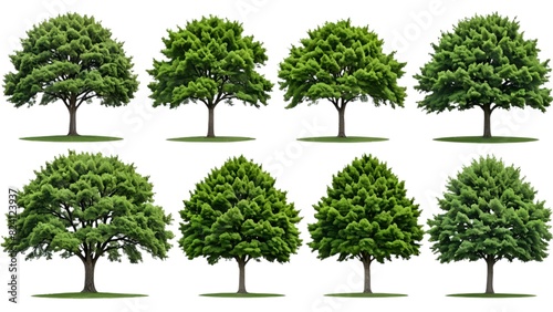Set of tree isolated on white background