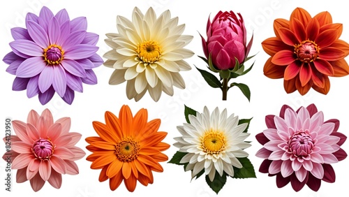 Set of flower isolated on white background