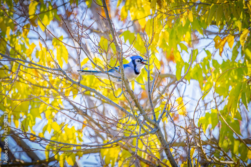 USA, Colorado, Fort Collins. Blue jay in tree. photo