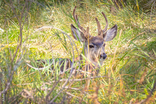 USA, Colorado, Fort Collins. Male mule deer in grassy brush. photo