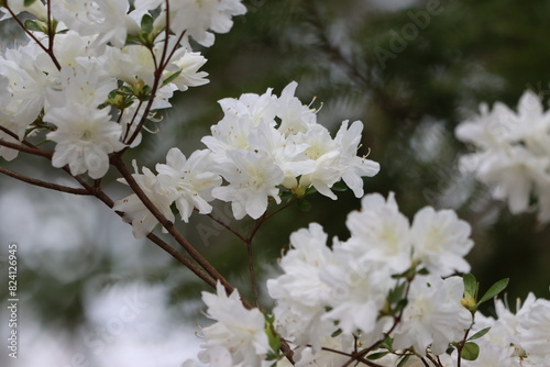 Closeup of white azalea flowers in bloom