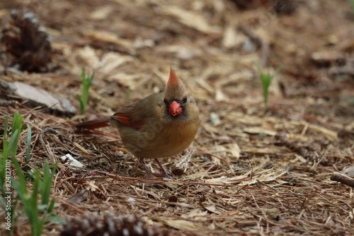 A female northern cardinal eating seeds on the ground