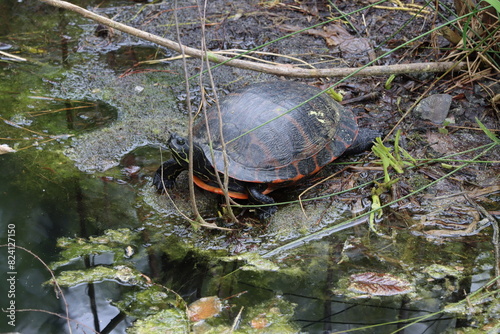 A Northern red bellied cooter resting in the sun