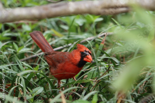 A male Northern cardinal eating an insect
