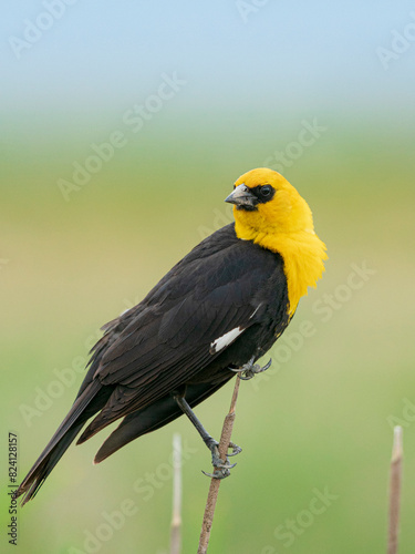 Yellow-headed blackbird protecting his territory, Monte Vista National Wildlife Refuge, Colorado photo