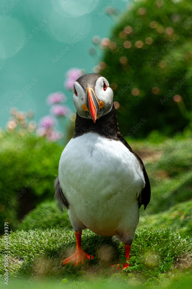 Naklejka premium Atlantic Puffin
