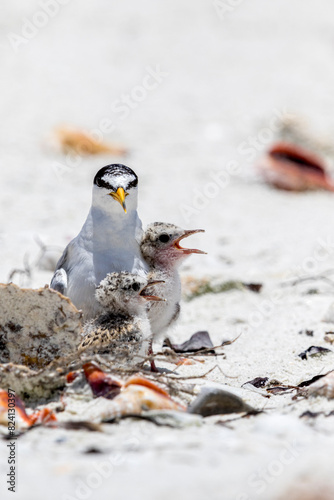 A least tern chick takes cover next to a parent. photo