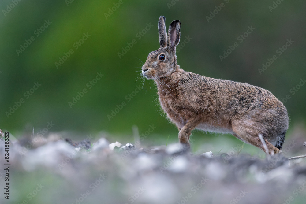 Fototapeta premium rabbit