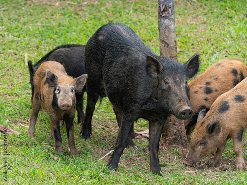 Resident feral pigs in neighborhood, Hamakua Coast, Hawaii photo