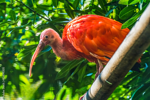 Colorful scarlet, Waikiki, Honolulu, Hawaii. Tropical bird native to South America. photo