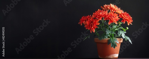 A potted chrysanthemum isolated on a black background with space for text