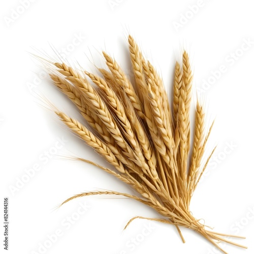 A bundle of golden wheat stalks with long, slender ears
