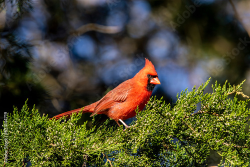 A male cardinal perched in an eastern red cedar tree. photo