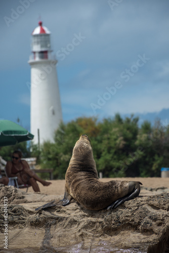 Lobo marino en la playa con faro de fondo