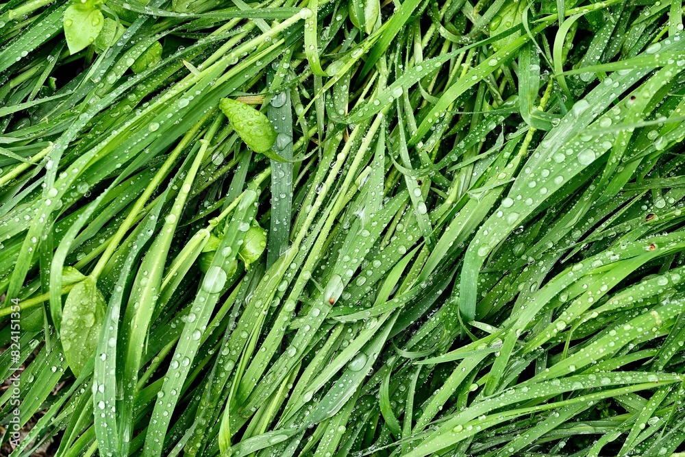 Green, spring grass covered with large raindrops. Green grass in close-up. Beautiful backgrounds. Green, spring grass covered with large raindrops. Green grass in close-up. Beautiful backgrounds.