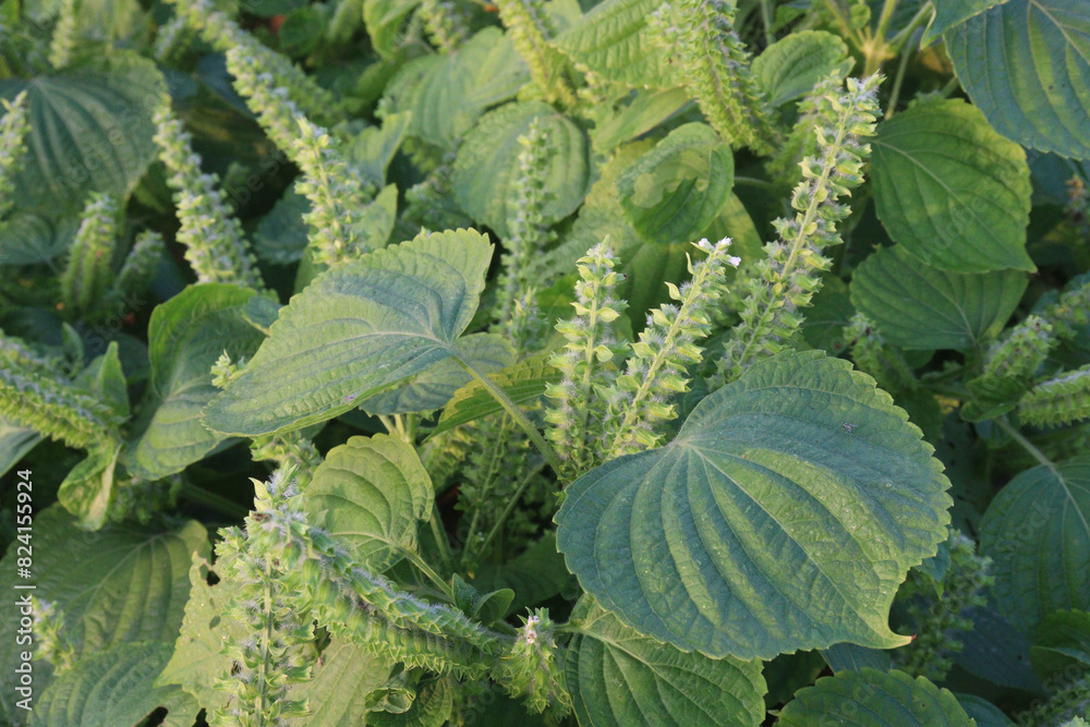 Perilla frutescens plant on farm for harvest Perilla frutescens plant on farm for harvest