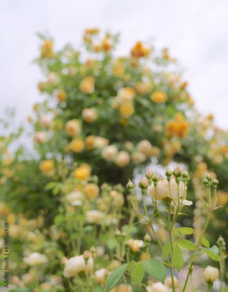 日本の横浜の港の見える丘公園のバラの花 日本の横浜の港の見える丘公園のバラの花