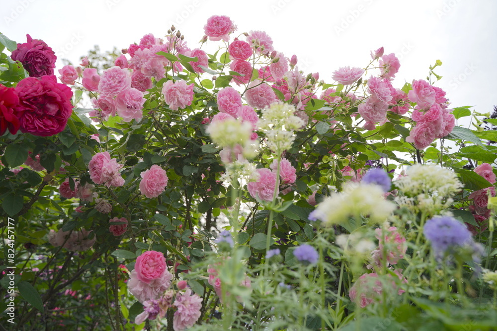 日本の横浜の港の見える丘公園のバラの花