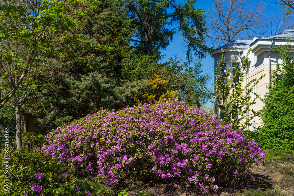Blooming rhododendron in the spring garden Blooming rhododendron in the spring garden