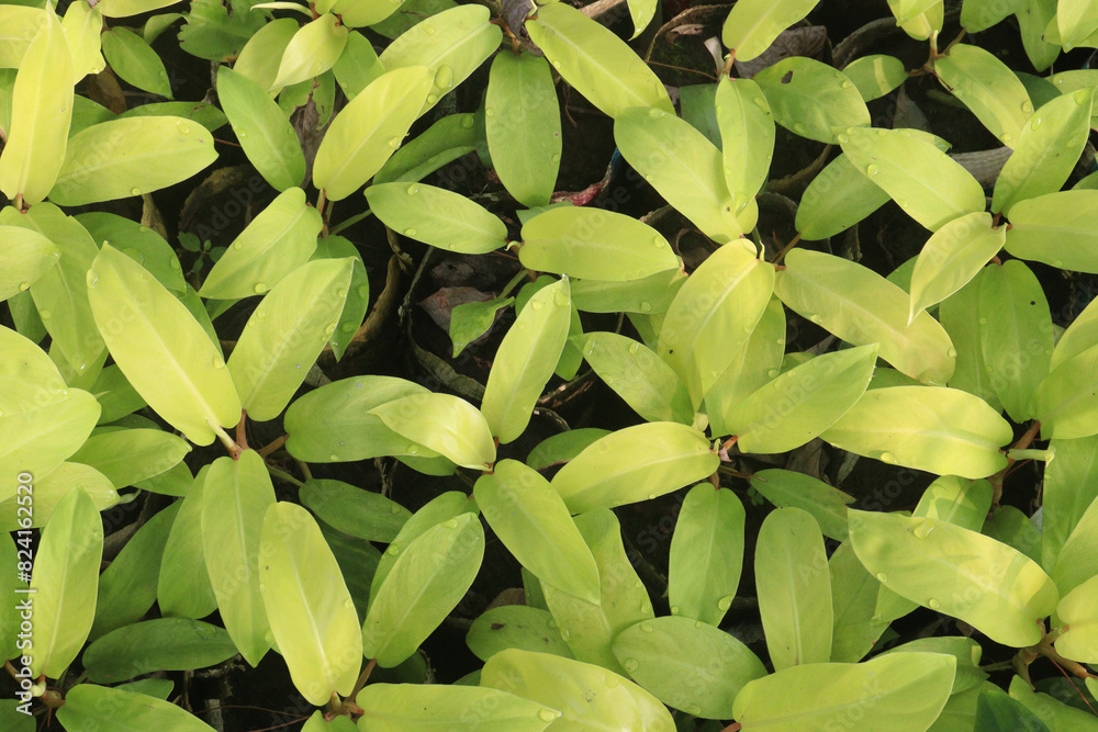 Fototapeta premium philodendron erubescens plant on nursery