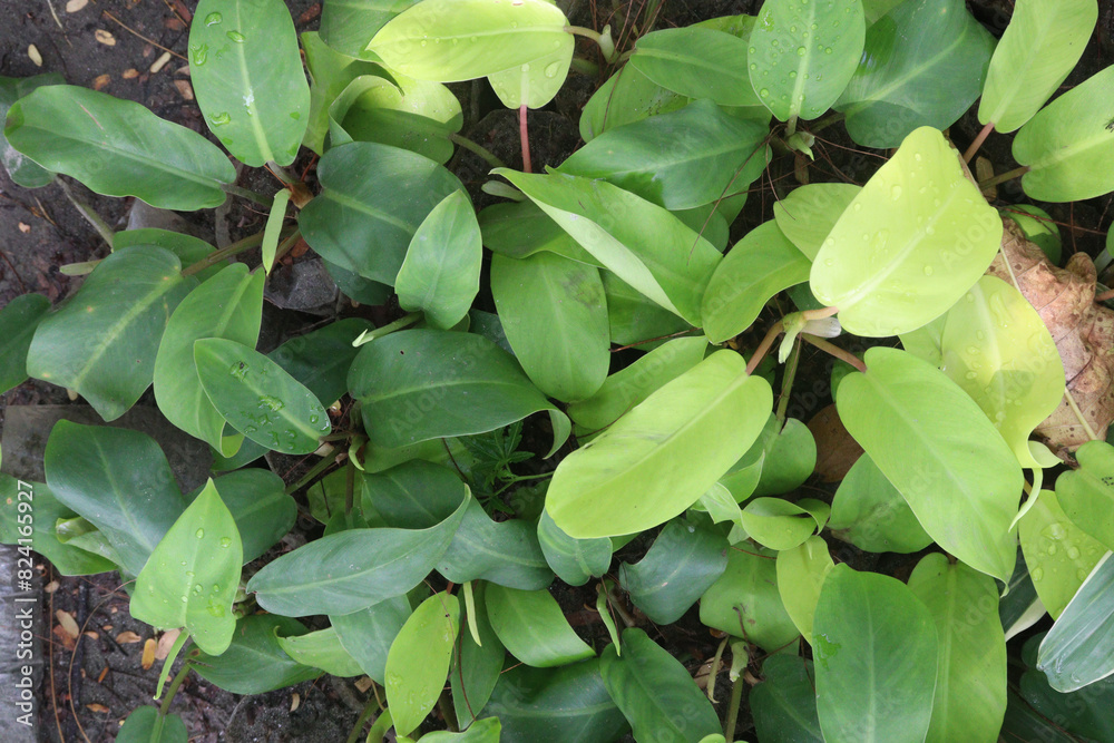 philodendron erubescens plant on nursery philodendron erubescens plant on nursery
