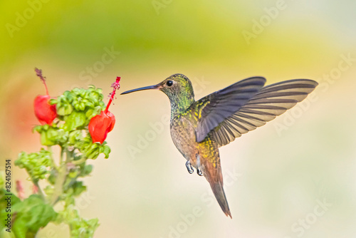 USA, Texas, Hidalgo County. Bluff-bellied hummingbird feeding photo