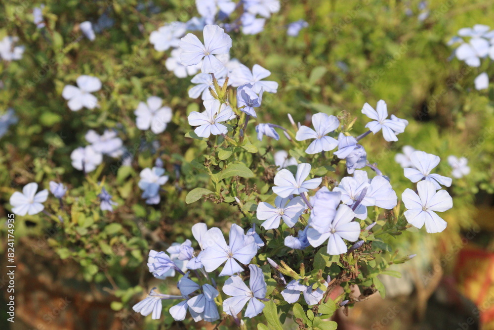 plumbago auriculata flower plant on nursery plumbago auriculata flower plant on nursery
