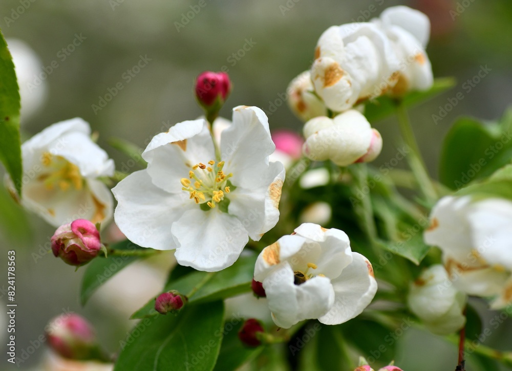 apple tree blossom apple tree blossom