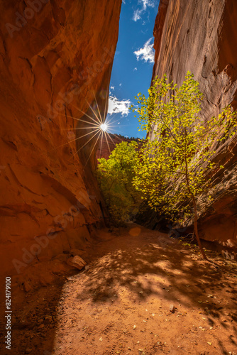 USA, Utah, Grand Staircase Escalante National Monument. Burr Trail and autumn tree in slot canyon. photo