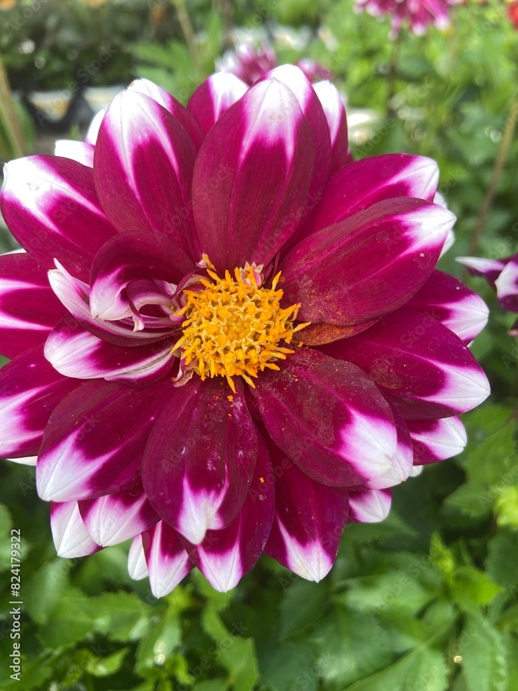 Obraz premium Pink and white dahlia flower