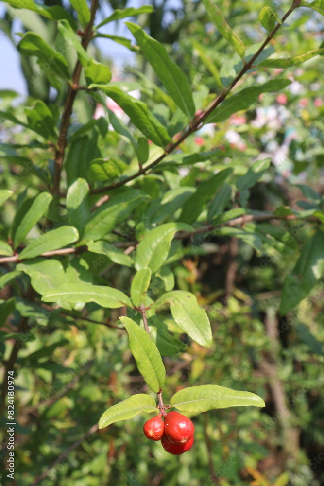 Pomegranate flower on tree in farm for harvest Pomegranate flower on tree in farm for harvest