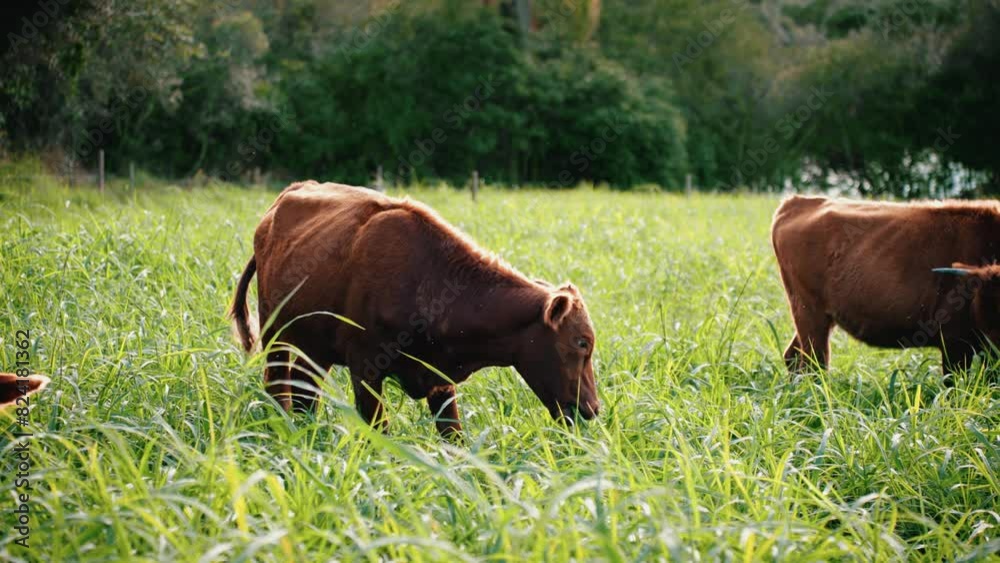vaca comendo grama em um campo, Shorthorn, Red Poll, 4k em slow motion