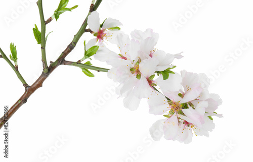 Beautiful blossoming tree branch with flowers isolated on white. Spring season