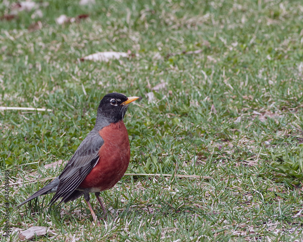Robin Portrait Robin Portrait