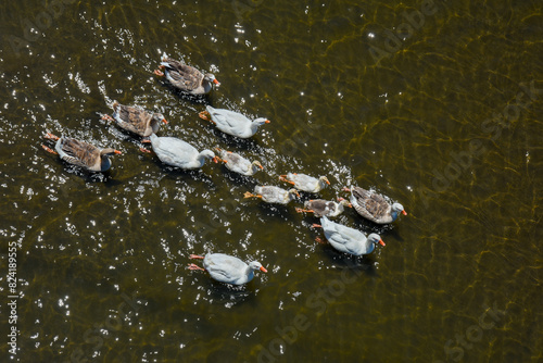 Family of ducks swimming. Aerial view