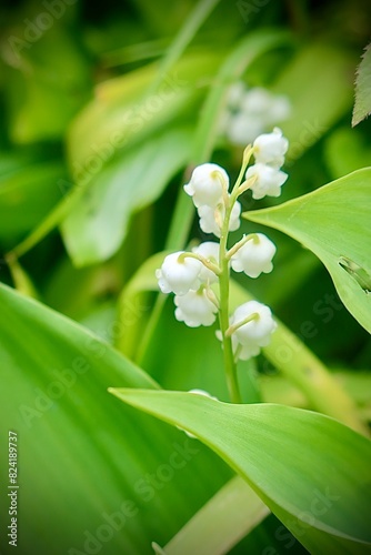 lilies of the valley