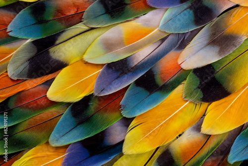 USA, Washington State, Sammamish. Feather design with lovebird tail feathers photo