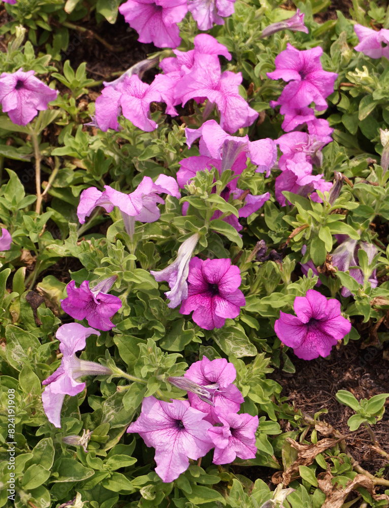 beautiful petunia flowers in the garden beautiful petunia flowers in the garden