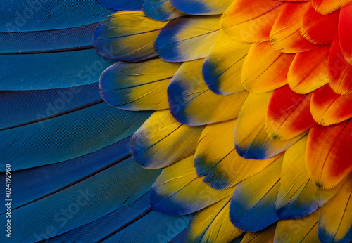 USA, Washington State, Sammamish. Scarlet macaw feather pattern photo