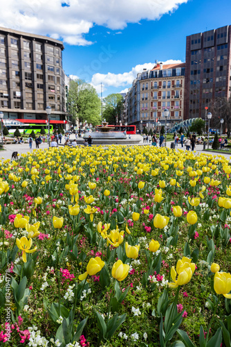 Bright tulips in bloom at Plaza de Federico Moyua with building on background in downtown of Bilbao, Basque country, Spain photo