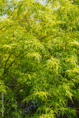 Japanese cutleaf maple (Acer palmatum) photo