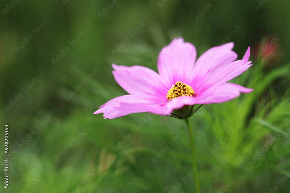 緑を背景にしたピンクのコスモスの花