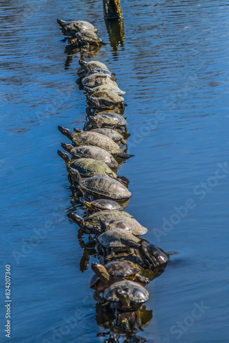 Western painted turtle sunning, Juanita Bay Park, Kirkland, Washington State. photo