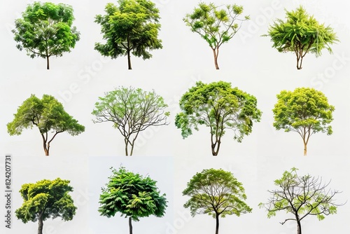 isolated trees collection on white background tree objects for graphic design